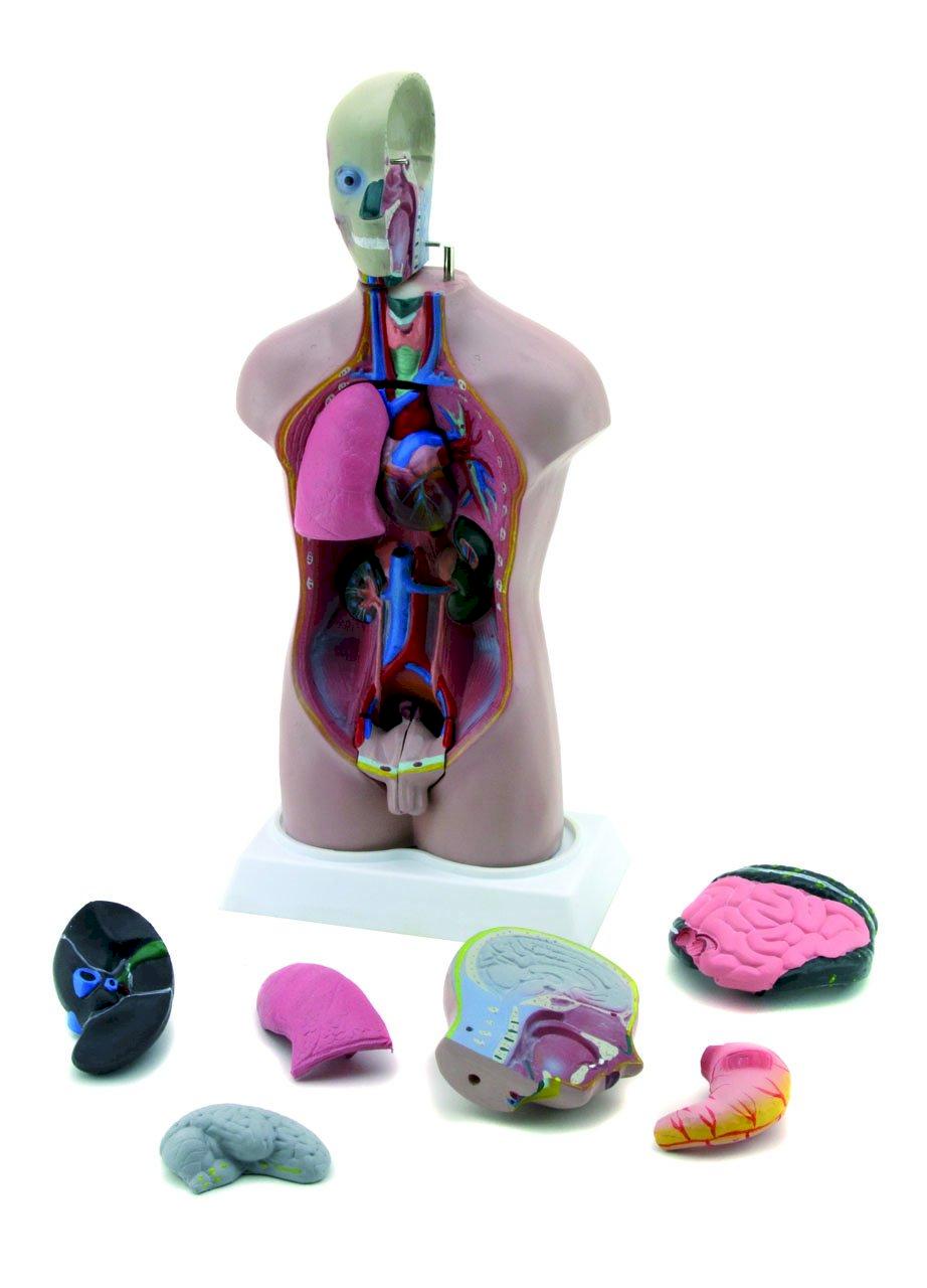 Mini torso con testa staccabile