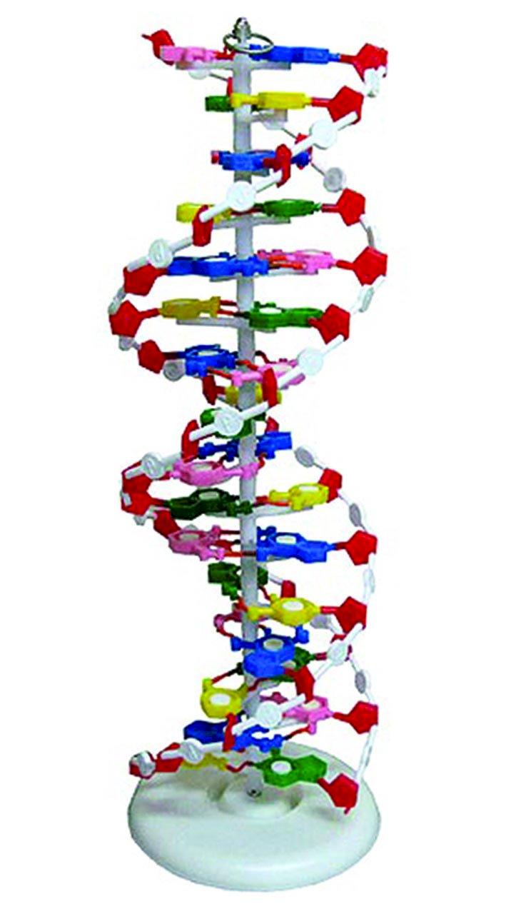 Modello della doppia elica del DNA
